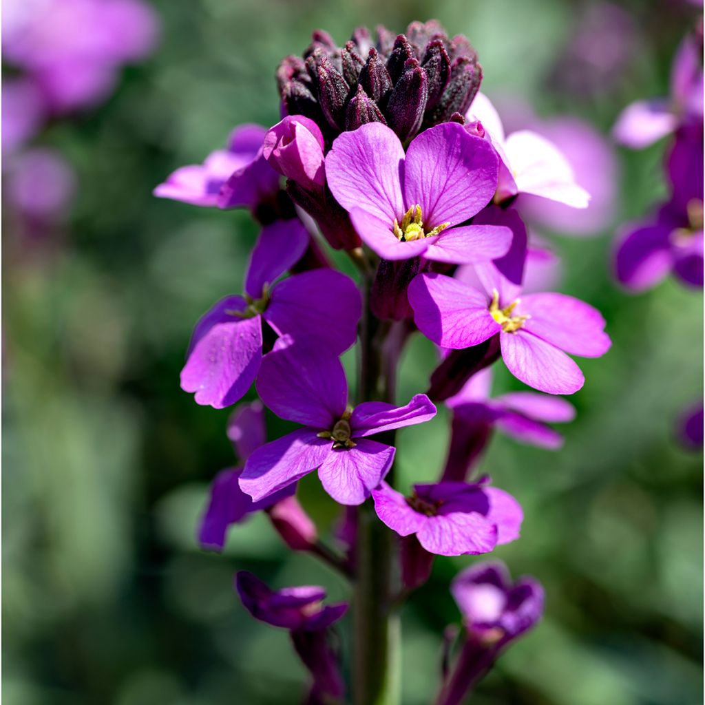 Erysimum Poem Lavender - Alhelí