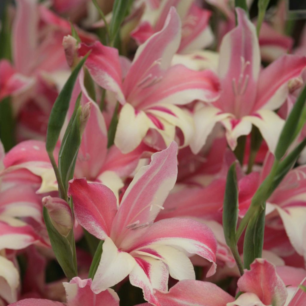 Glaïeul ou Gladiolus colvillei Galaxian