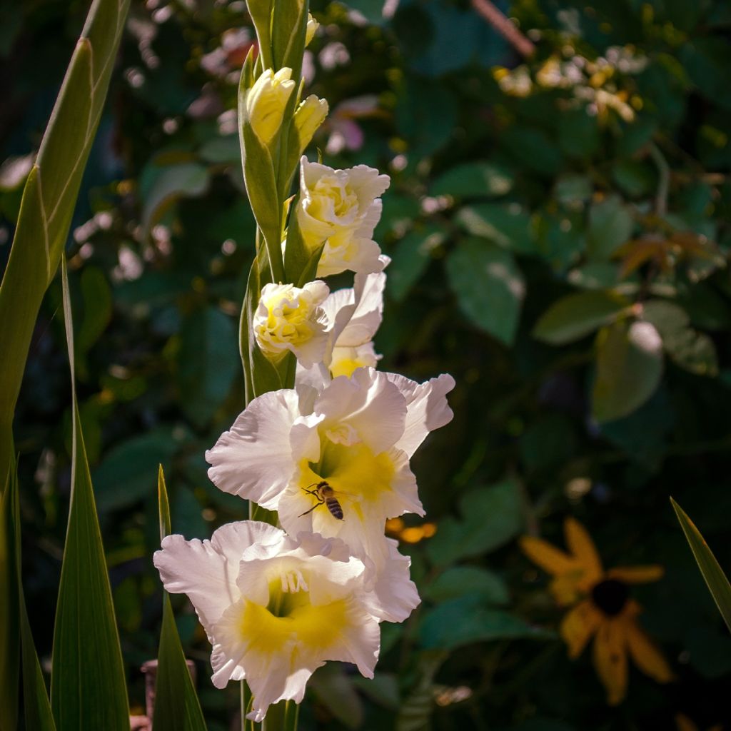 Glaïeul ou Gladiolus Break of Dawn