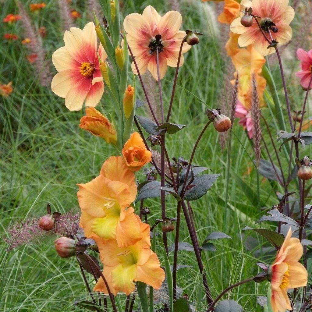 Glaïeul ou Gladiolus Conca d'Oro