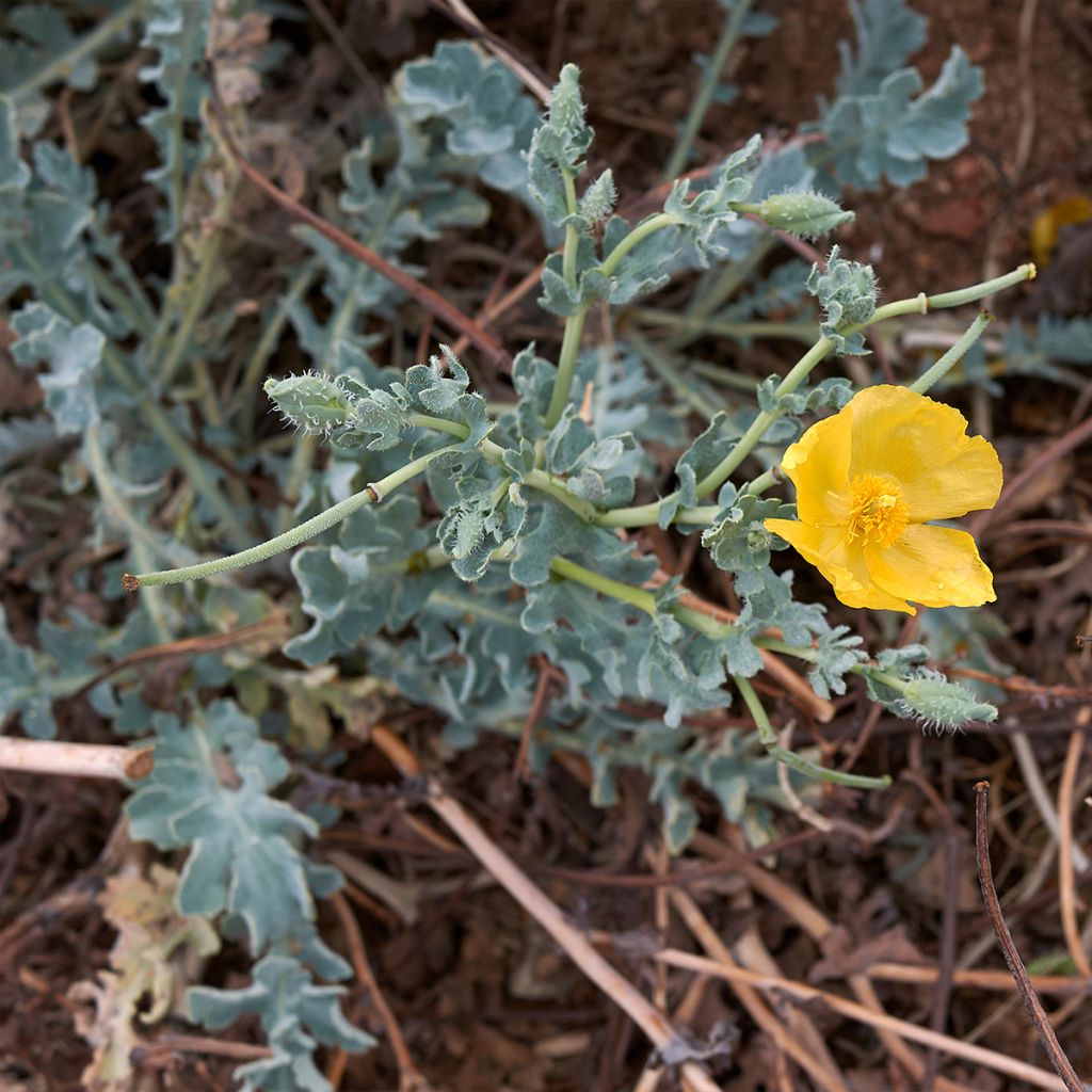 Glaucium flavum