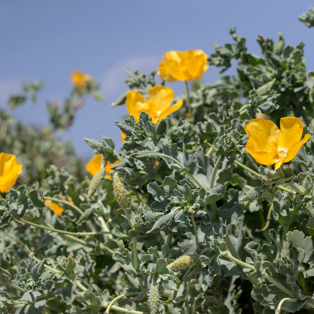 Glaucium flavum