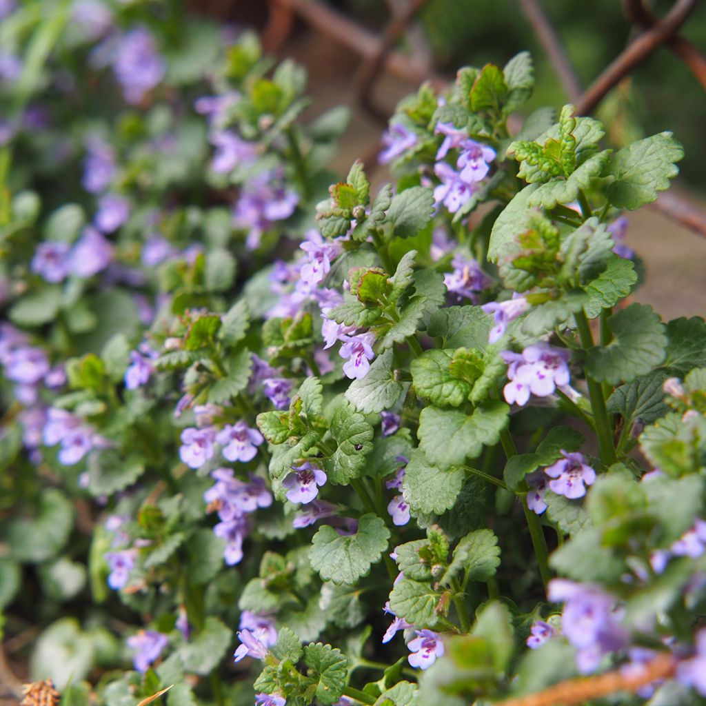 Glechoma hederacea - Hiedra terrestre​