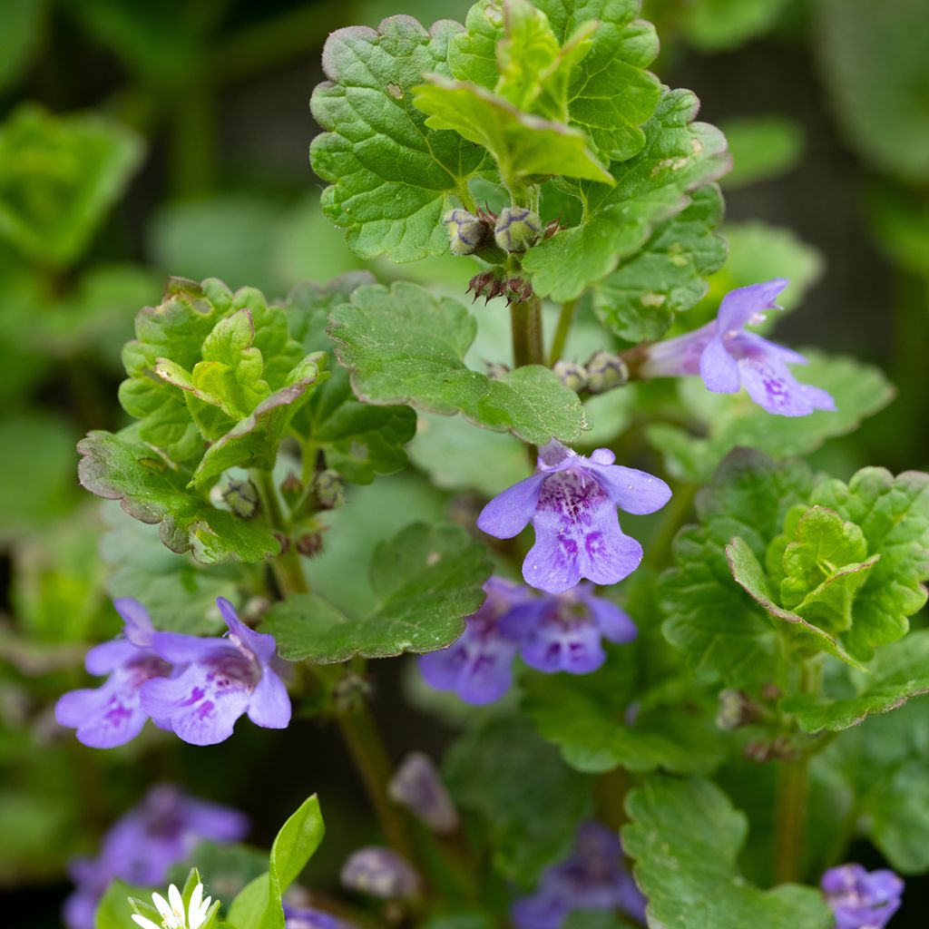 Glechoma hederacea - Hiedra terrestre​