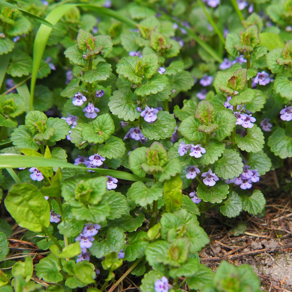 Glechoma hederacea - Hiedra terrestre​