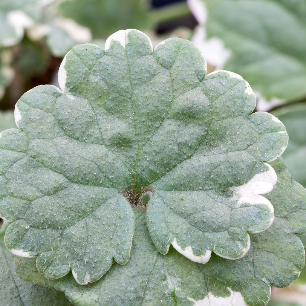 Glechoma hederacea Variegata - Hiedra terrestre​