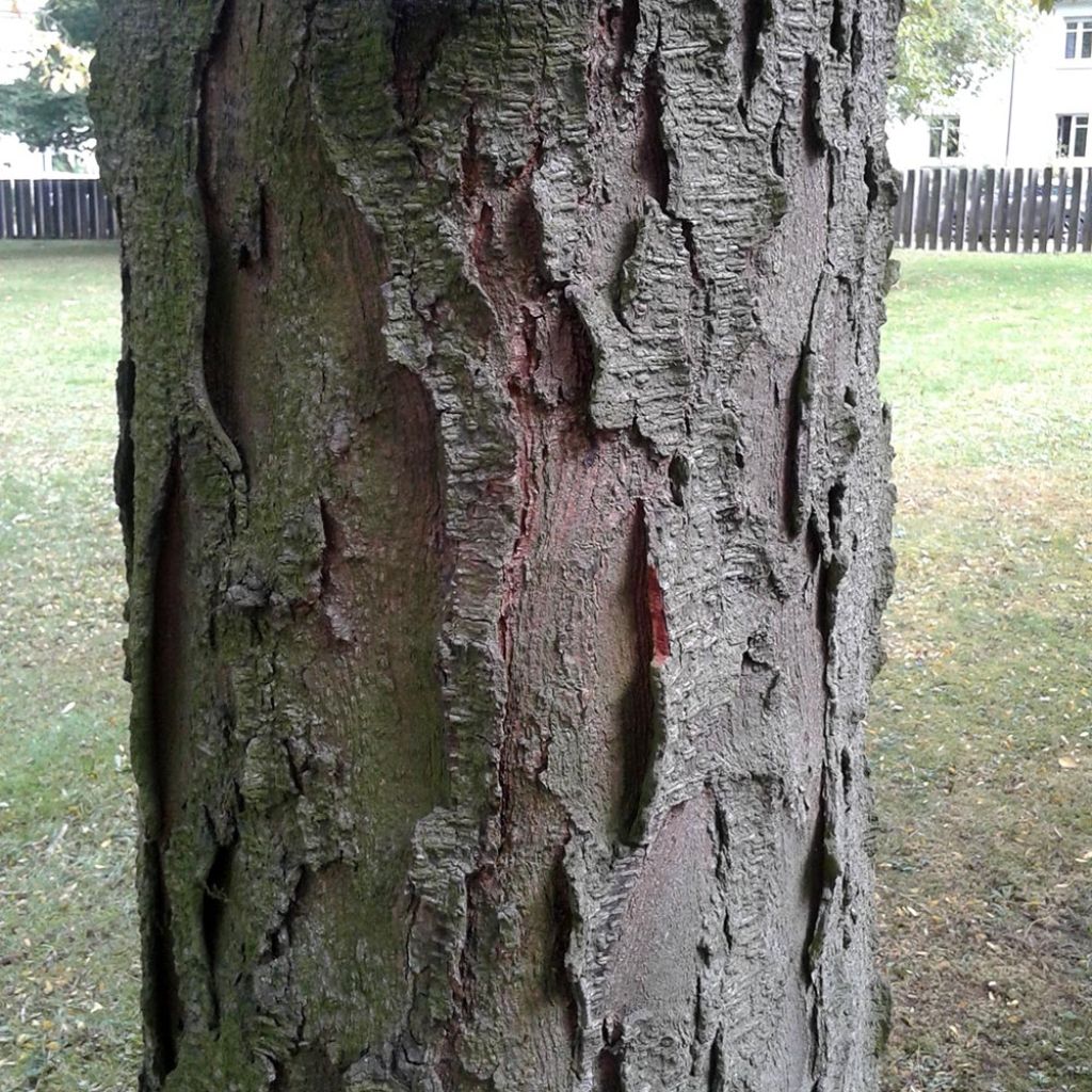 Gleditsia triacanthos - Févier d'Amérique