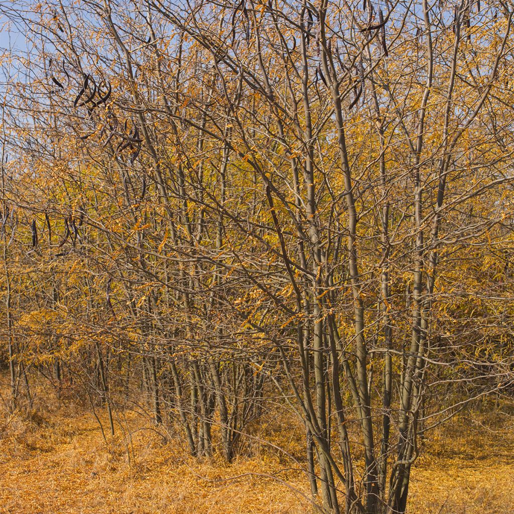 Févier d'Amérique - Gleditsia triacanthos Elegantissima