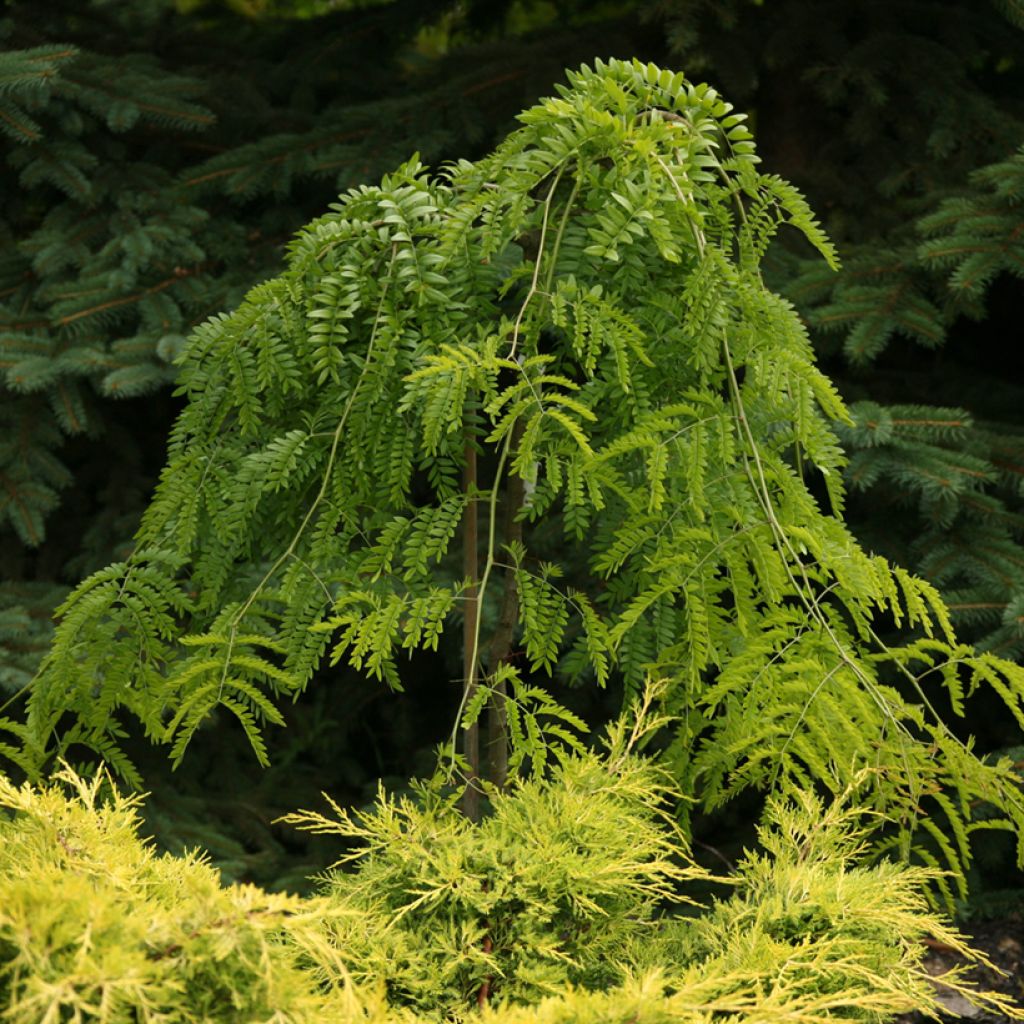 Gleditsia triacanthos var. inermis Emerald Cascade - Thornless Honey Locust, Honey Locust