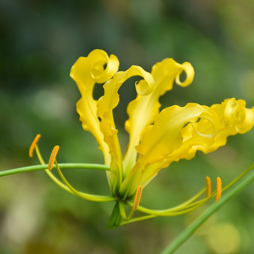 Gloriosa lutea - Lirio de llama