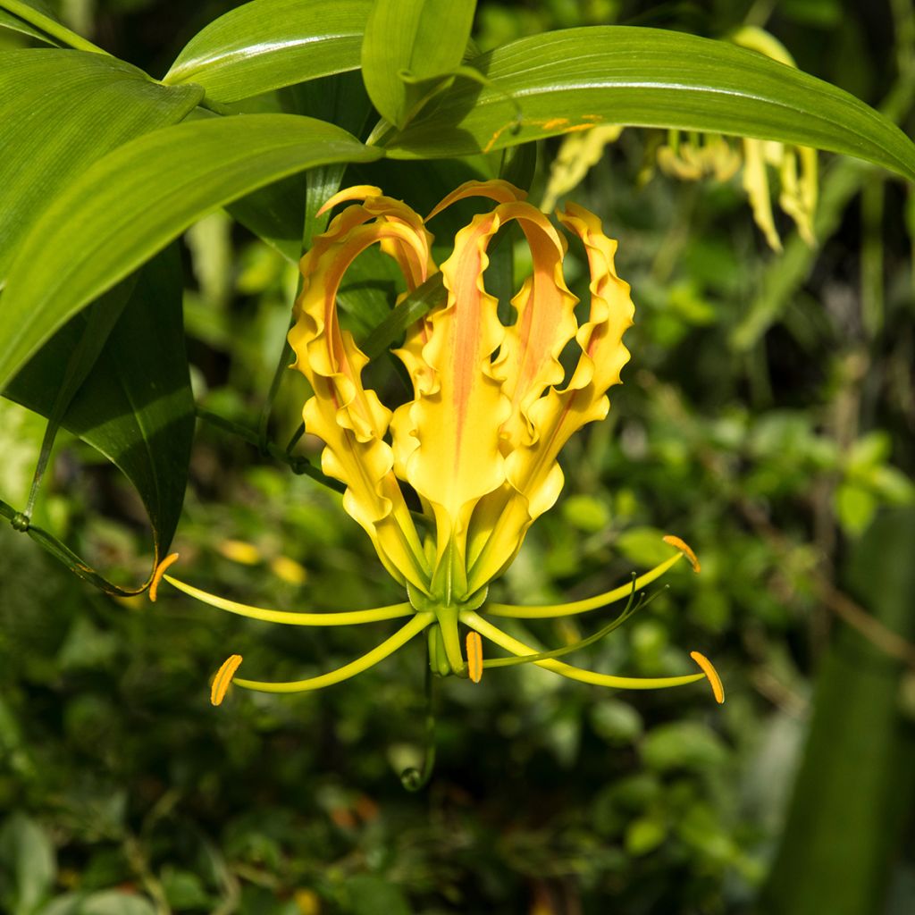 Gloriosa lutea - Lirio de llama