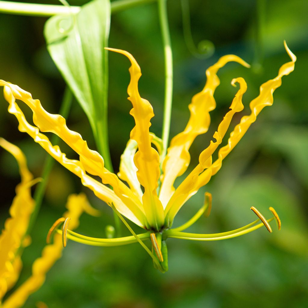 Gloriosa lutea - Lirio de llama