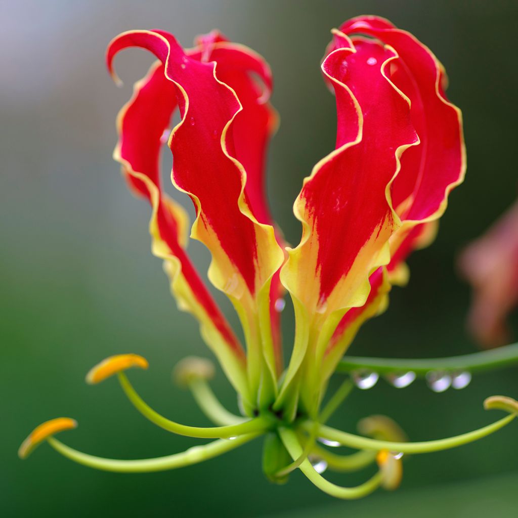 Gloriosa superba var. rothschildiana - Bandera española