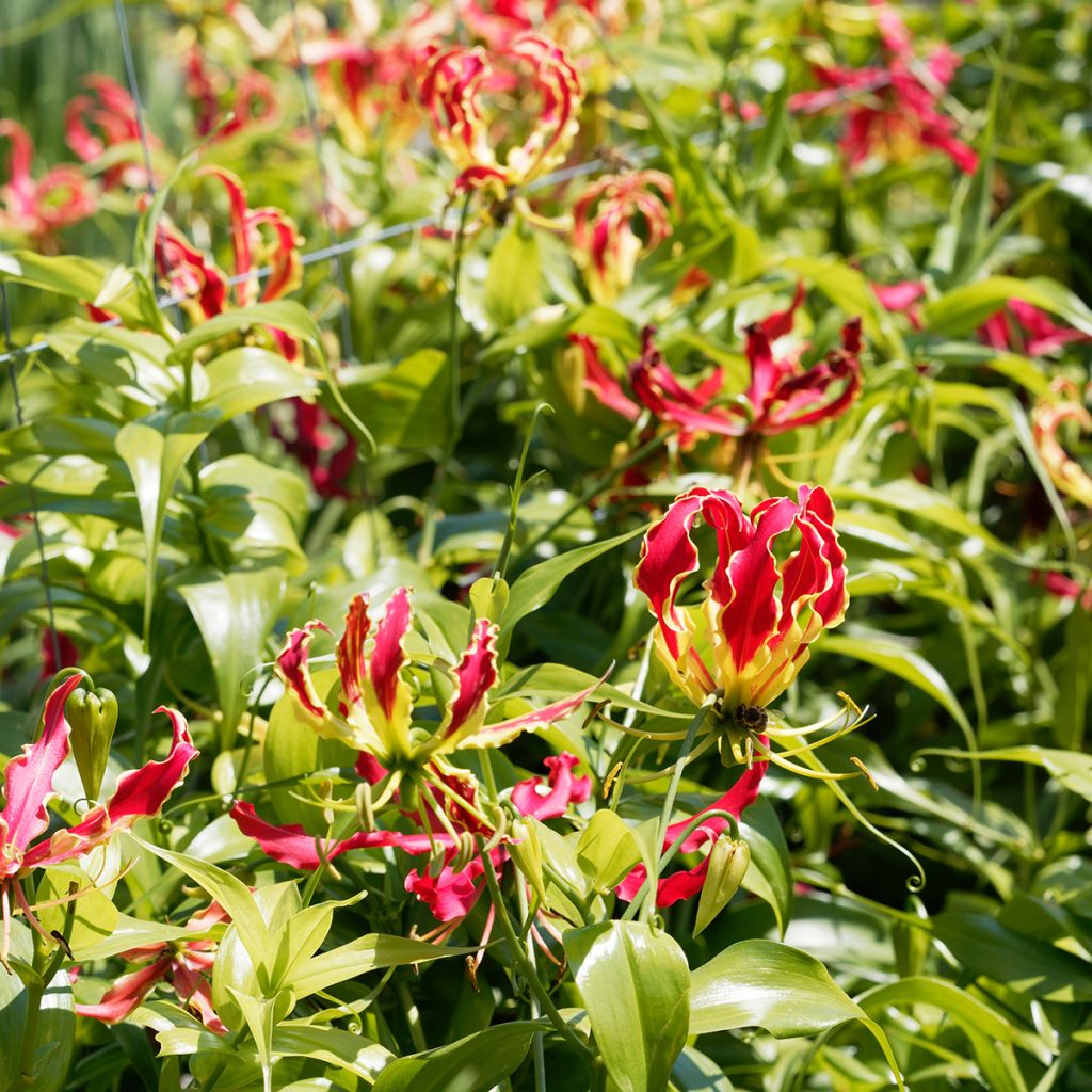 Gloriosa superba var. rothschildiana - Bandera española