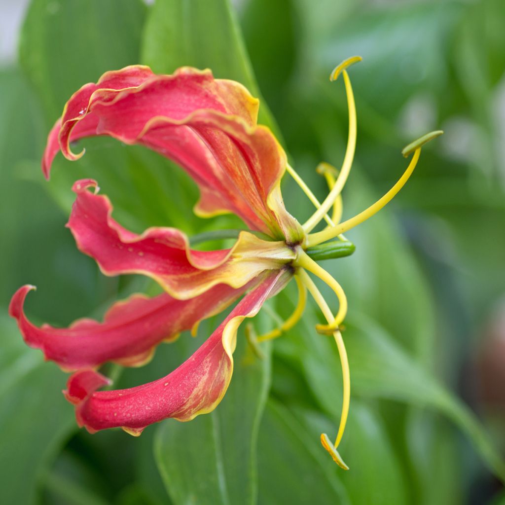 Gloriosa superba var. rothschildiana - Bandera española