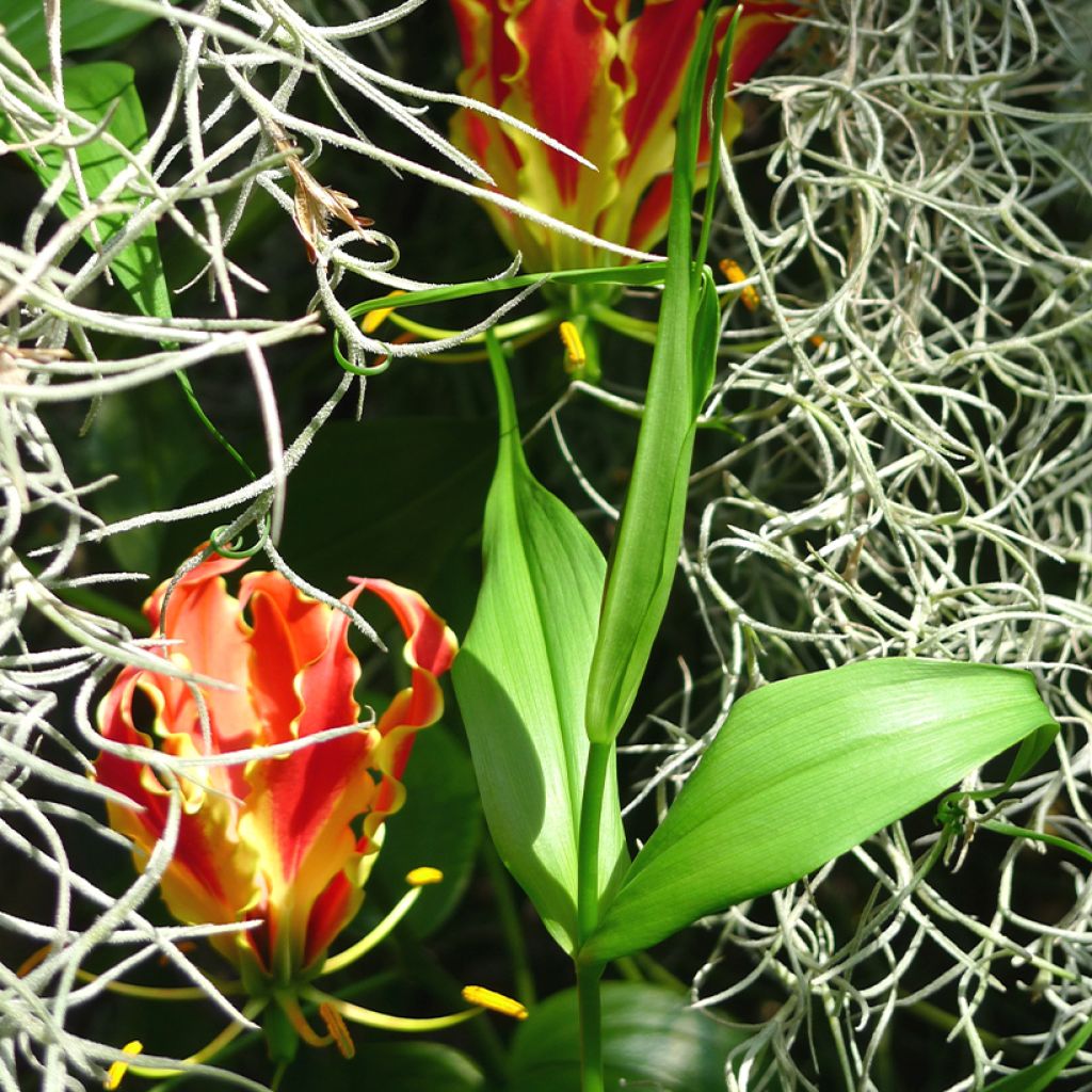 Gloriosa superba var. rothschildiana - Bandera española