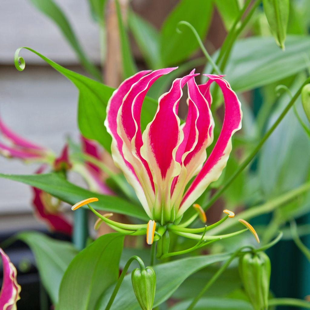 Gloriosa superba var. rothschildiana - Bandera española