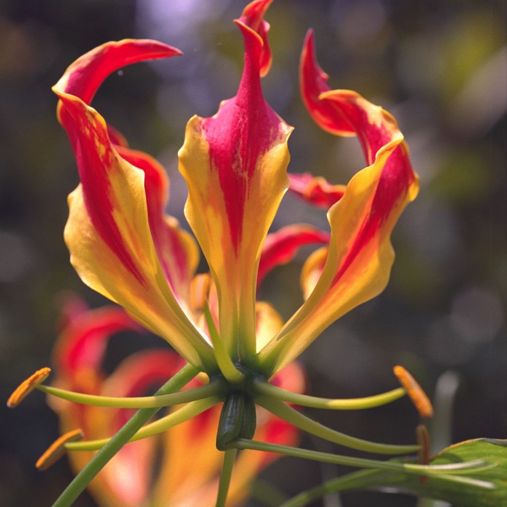 Gloriosa superba var. rothschildiana - Bandera española