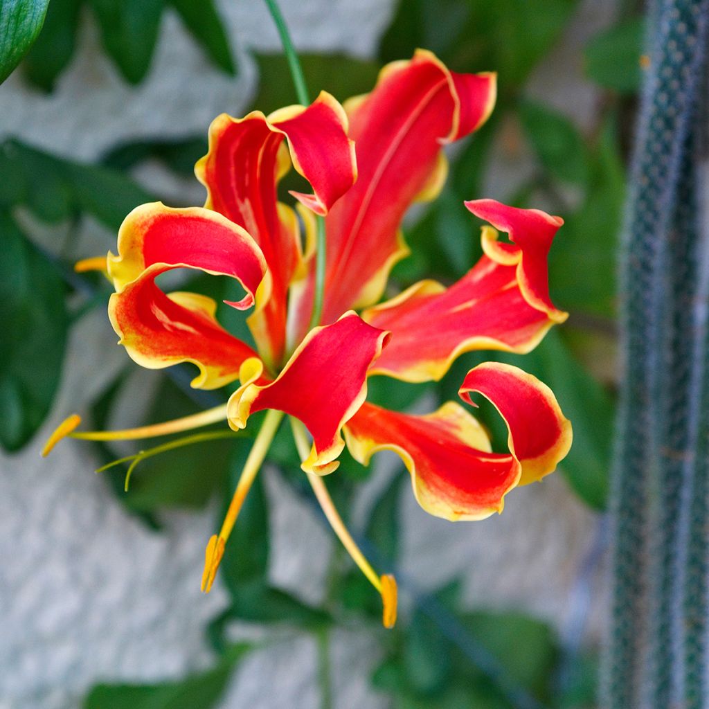 Gloriosa superba var. rothschildiana - Bandera española