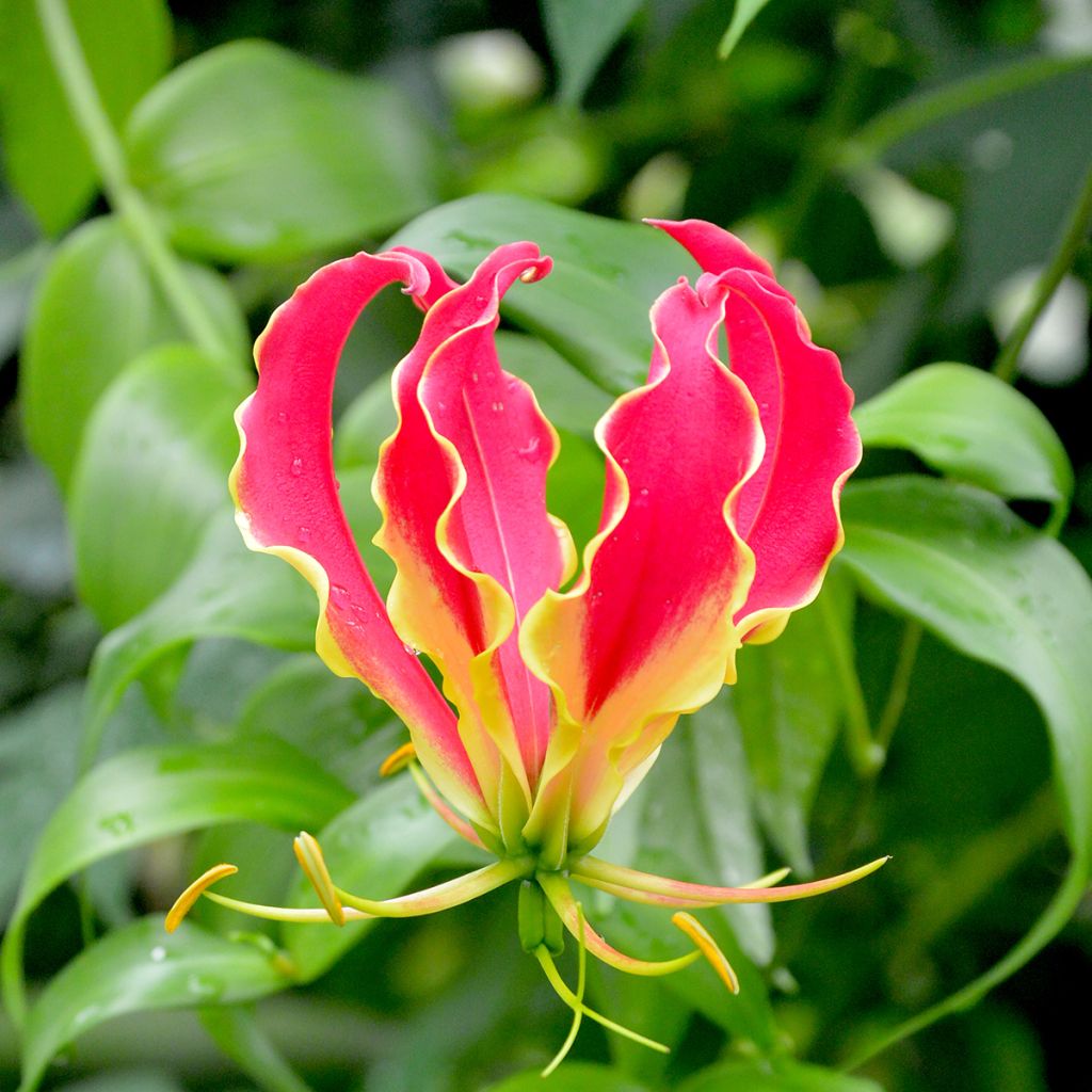 Gloriosa superba var. rothschildiana - Bandera española