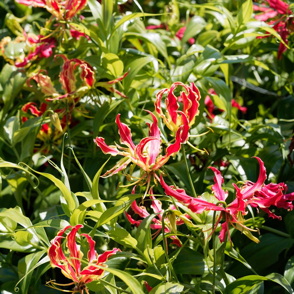 Gloriosa superba var. rothschildiana - Bandera española