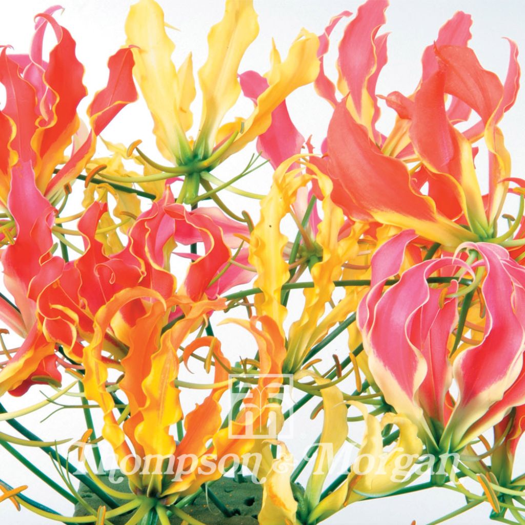 Gloriosa superba Mixed (Lis Glorieux Grimpant)