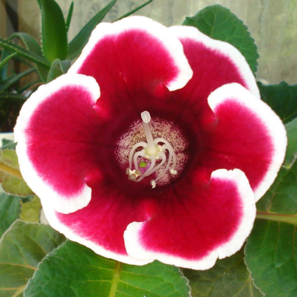 Gloxinia Kaiser Friedrich - Gloxinia des fleuristes