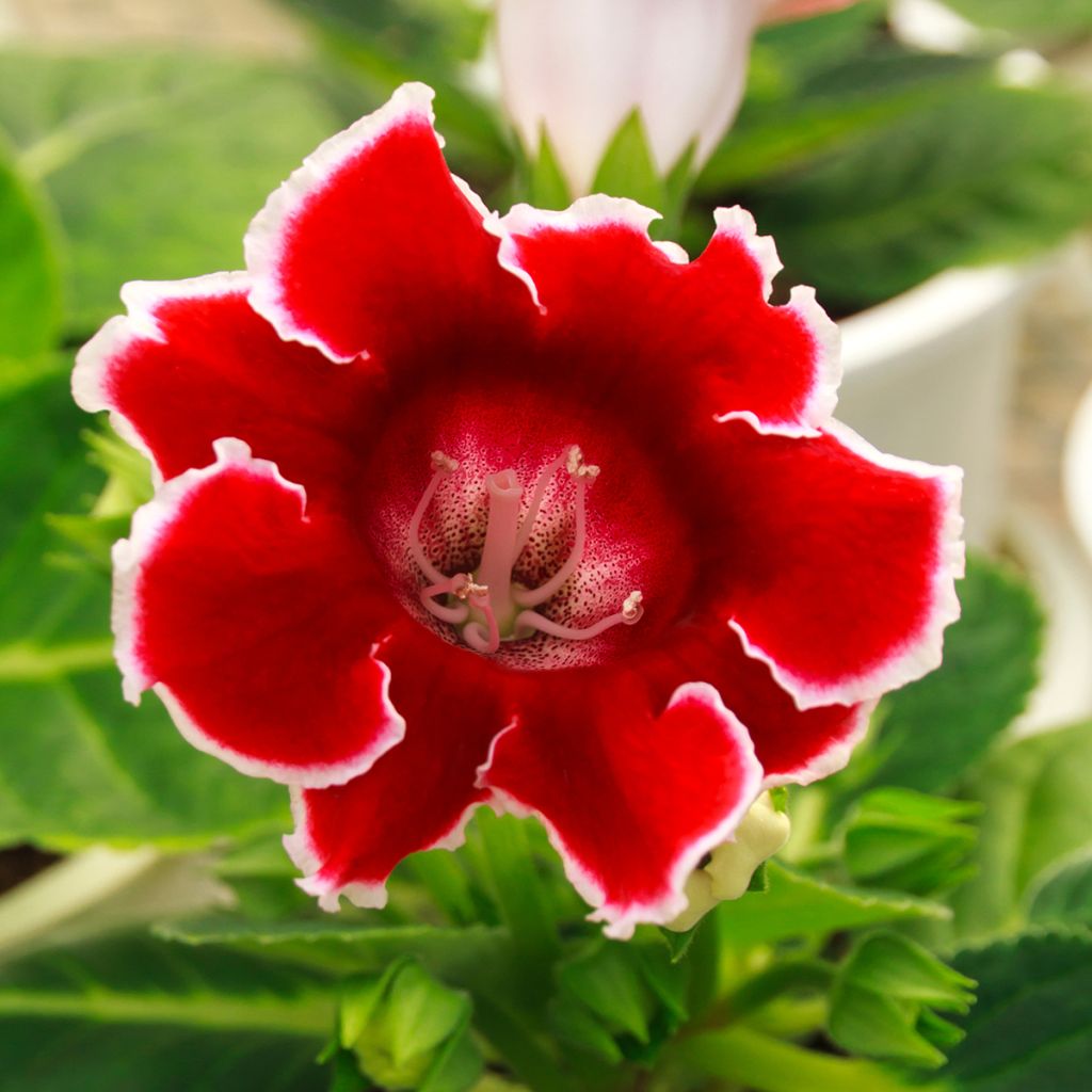 Gloxinia speciosa Kaiser Friedrich