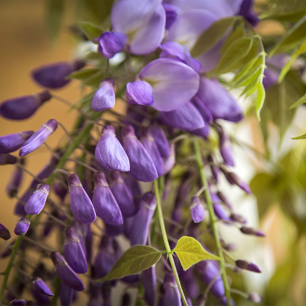 Wisteria brachybotrys Yokohama Fuji - Glicinia