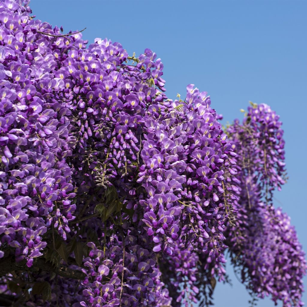 Wisteria brachybotrys Yokohama Fuji - Glicinia