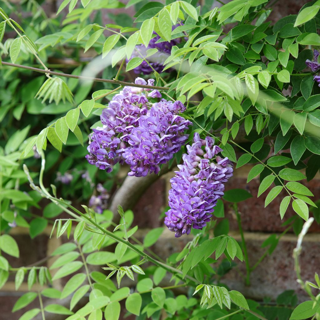 Wisteria frutescens Longwood Purple - Glicina americana