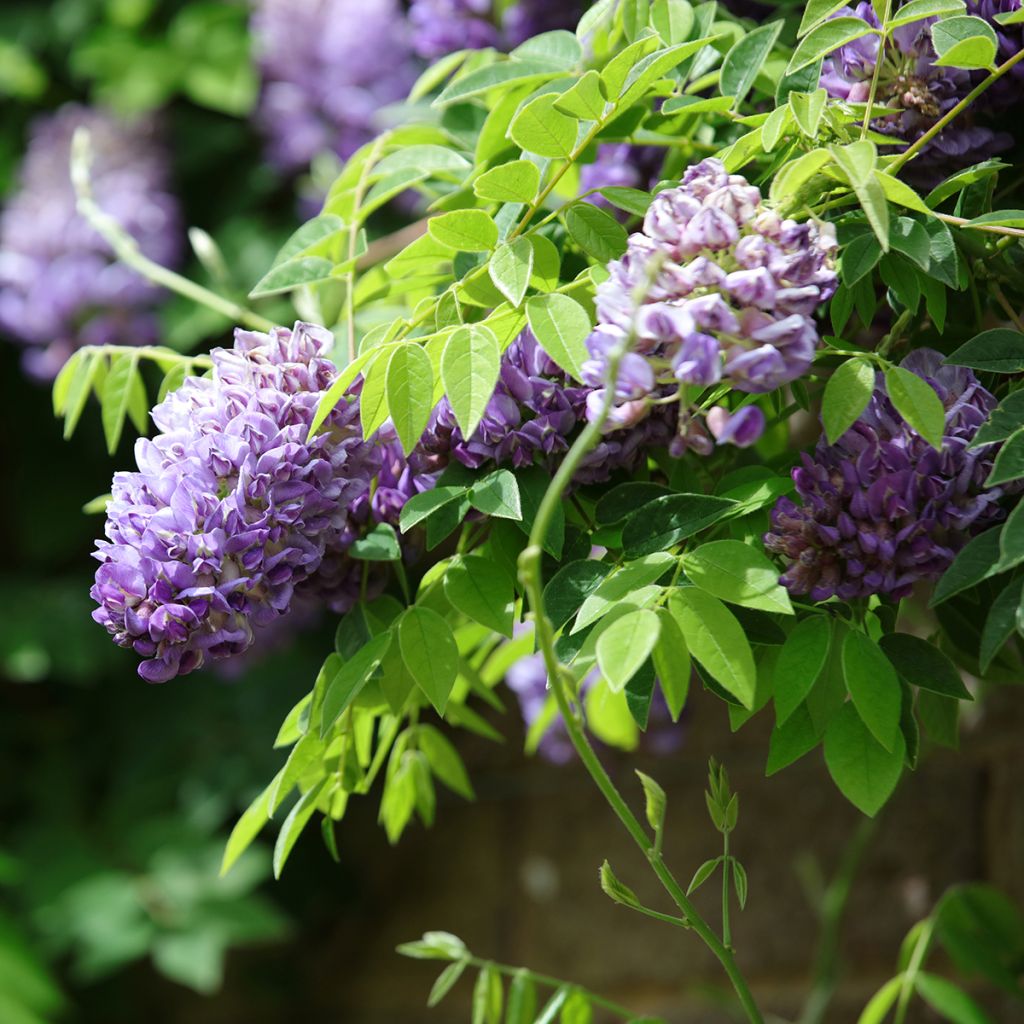 Wisteria frutescens Longwood Purple - Glicina americana