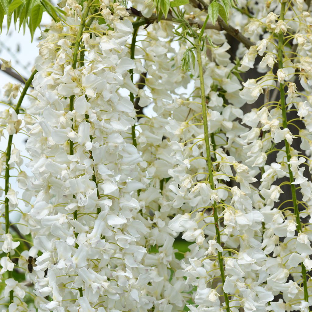 Wisteria floribunda Shiro-noda - Glicinia japonesa