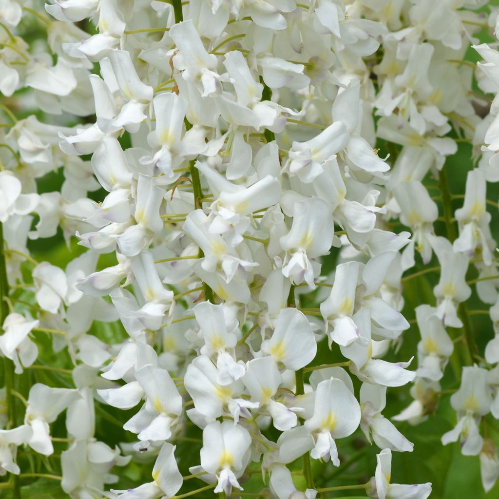 Wisteria floribunda Shiro-noda - Glicinia japonesa