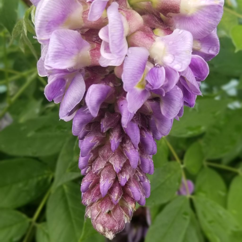 Wisteria frutescens - Glicina americana