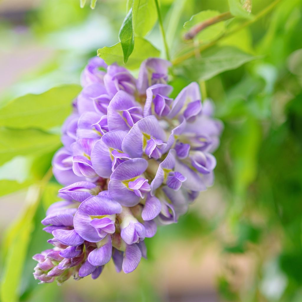 Wisteria frutescens - Glicina americana