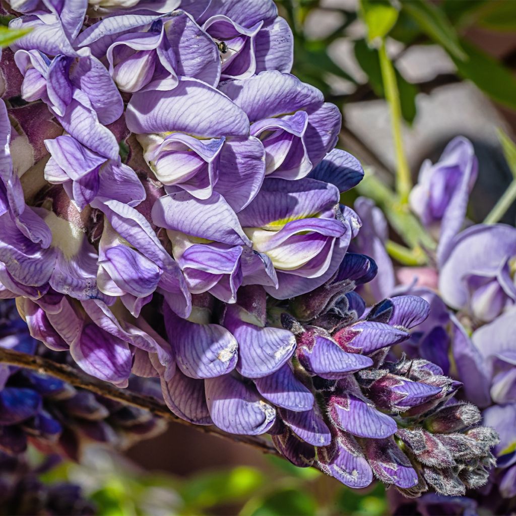 Wisteria frutescens - Glicina americana