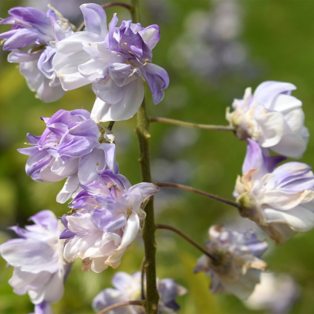 Wisteria floribunda Ed's Blue Dragon - Glicinia japonesa