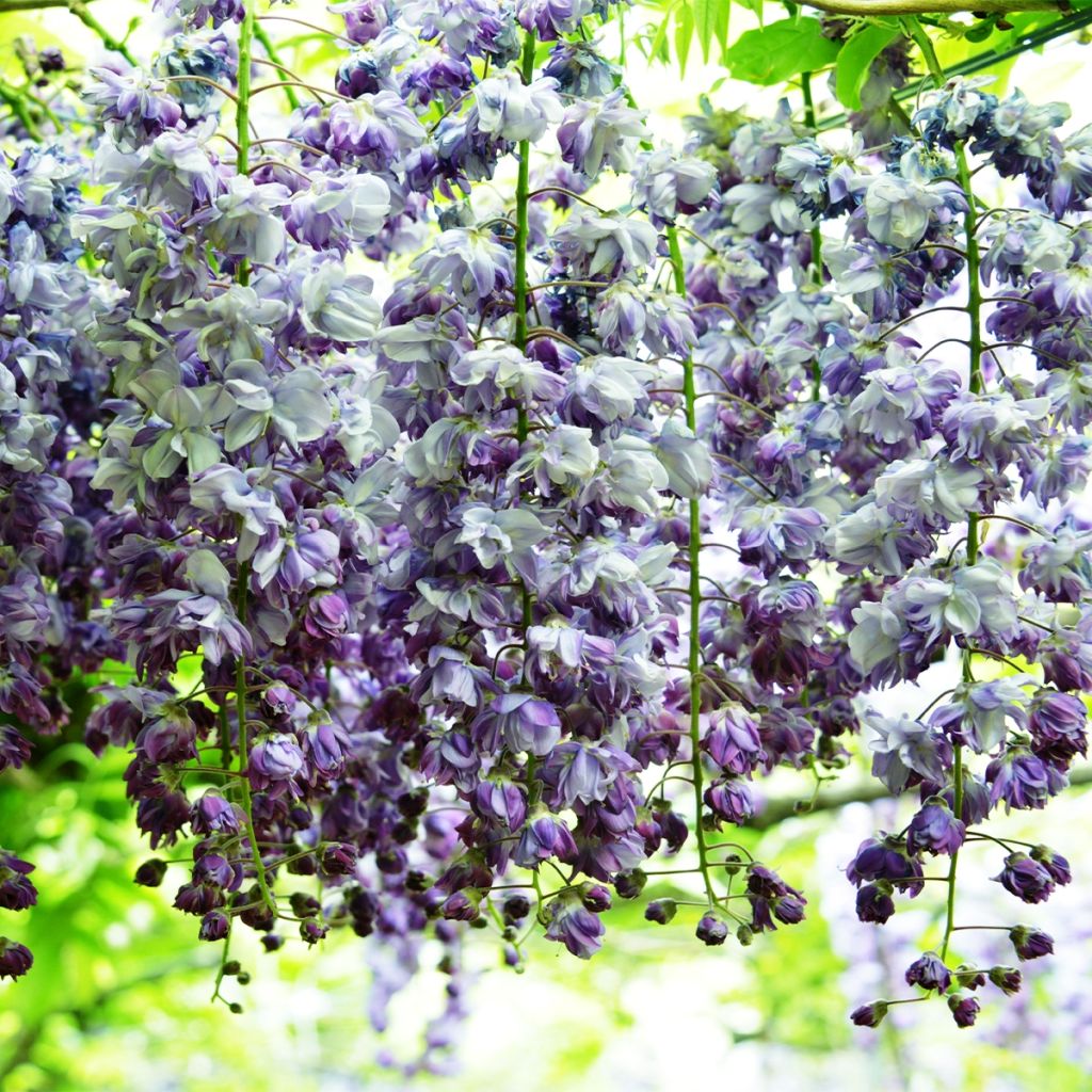 Wisteria floribunda Ed's Blue Dragon - Glicinia japonesa