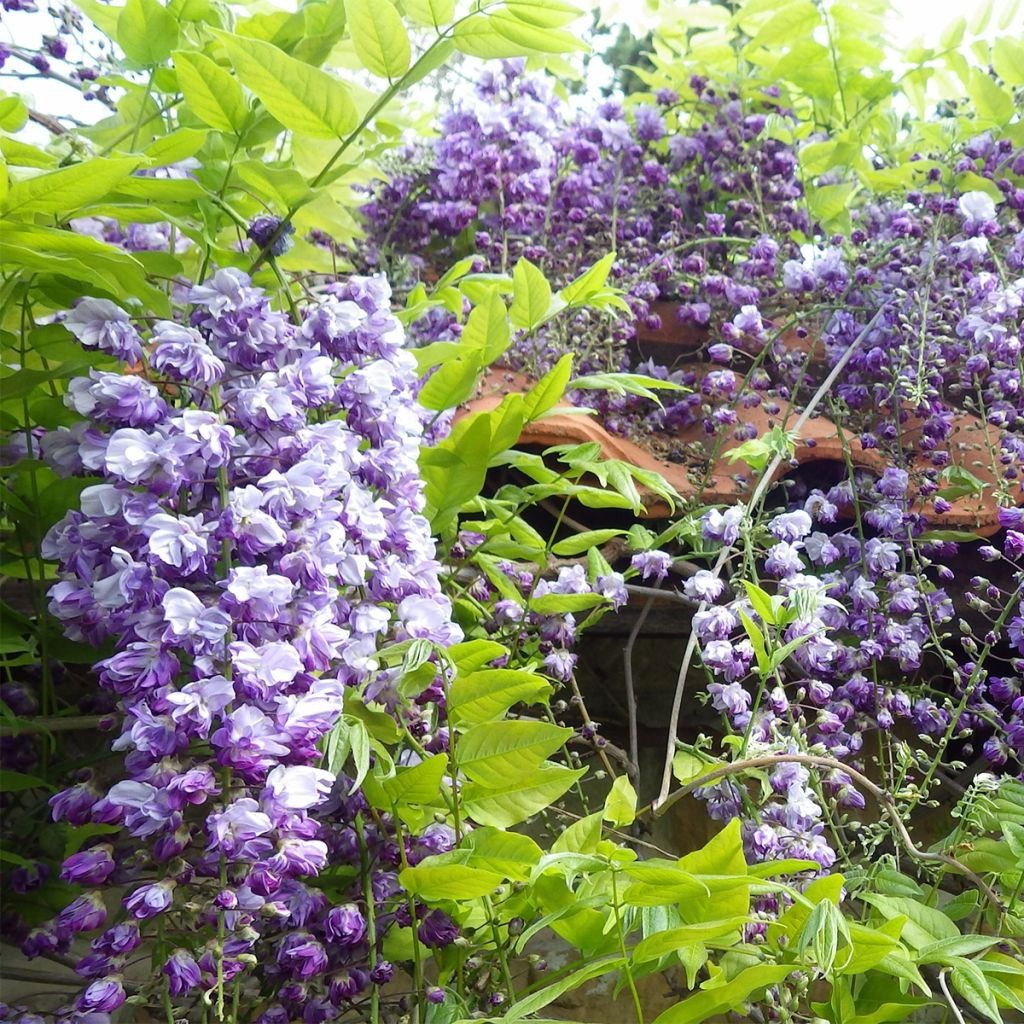 Wisteria floribunda Ed's Blue Dragon - Glicinia japonesa