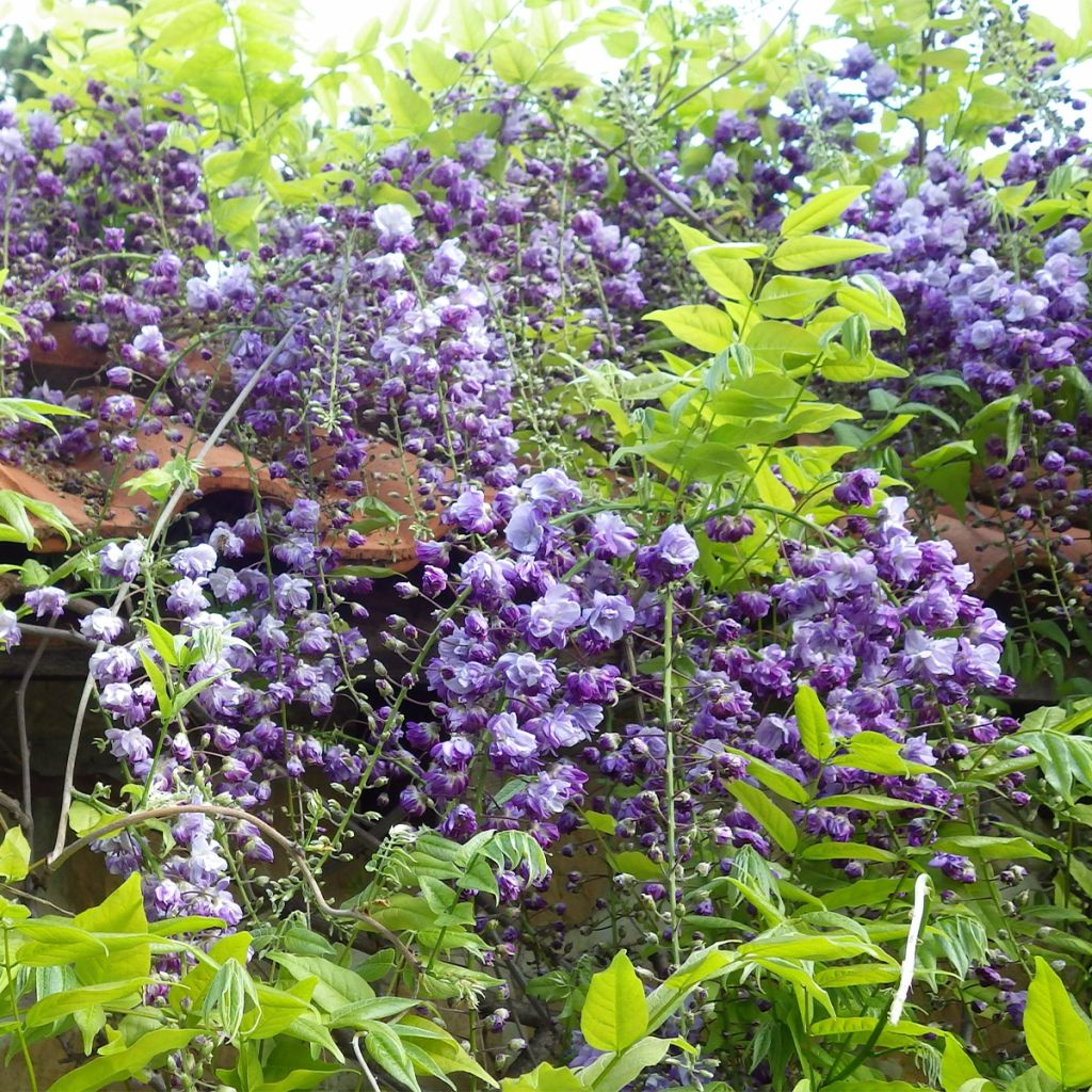 Wisteria floribunda Ed's Blue Dragon - Glicinia japonesa