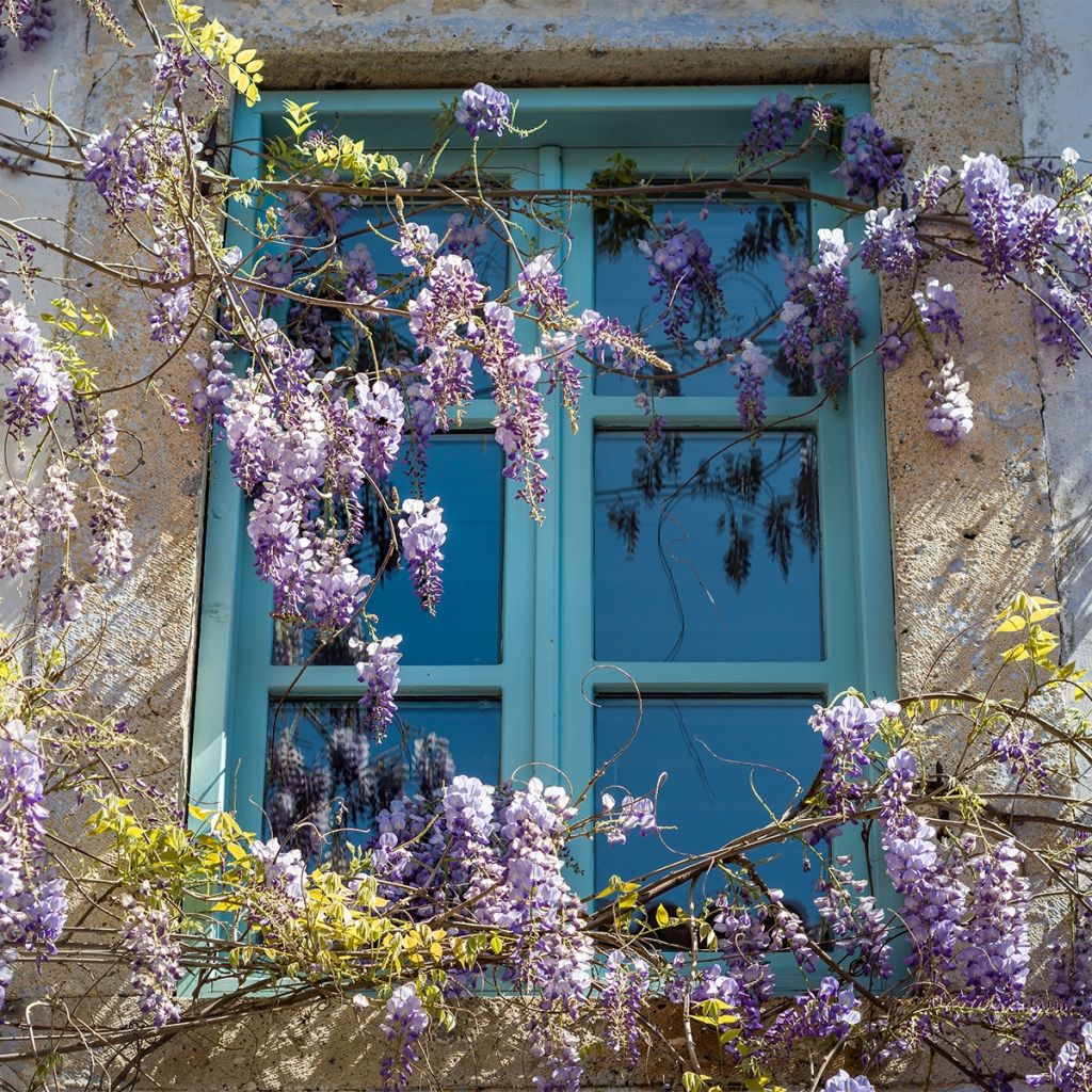 Glycine japonaise - Wisteria floribunda Premature