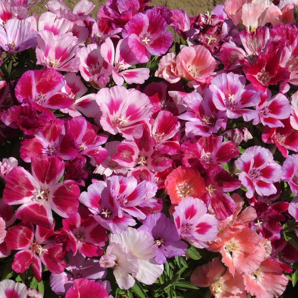 Graines de Godétia Fruit Punch mixed - Clarkia nain en mélange