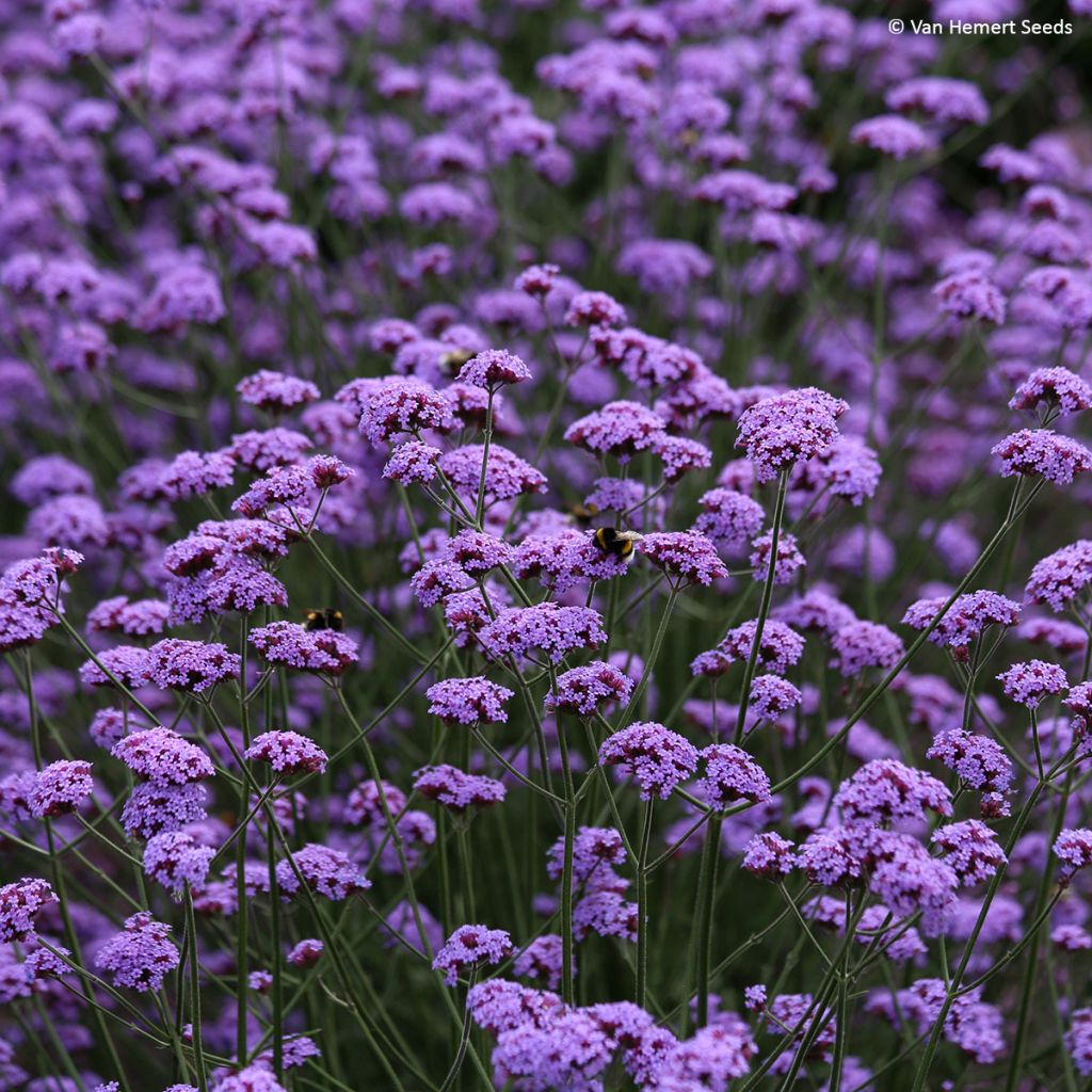 Hierba mora Vanity (semillas) - Verbena bonariensis