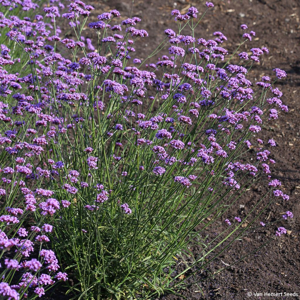 Hierba mora Vanity (semillas) - Verbena bonariensis