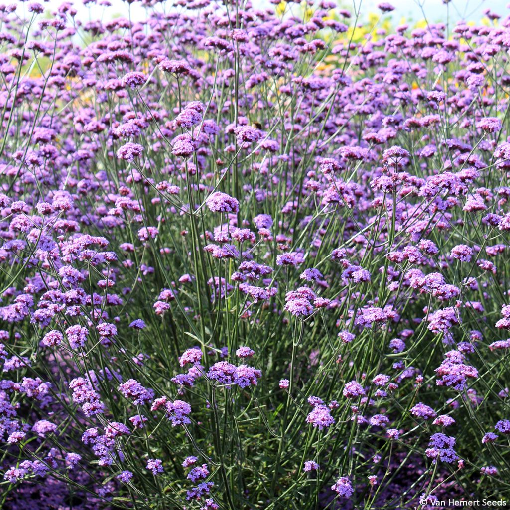 Hierba mora Vanity (semillas) - Verbena bonariensis