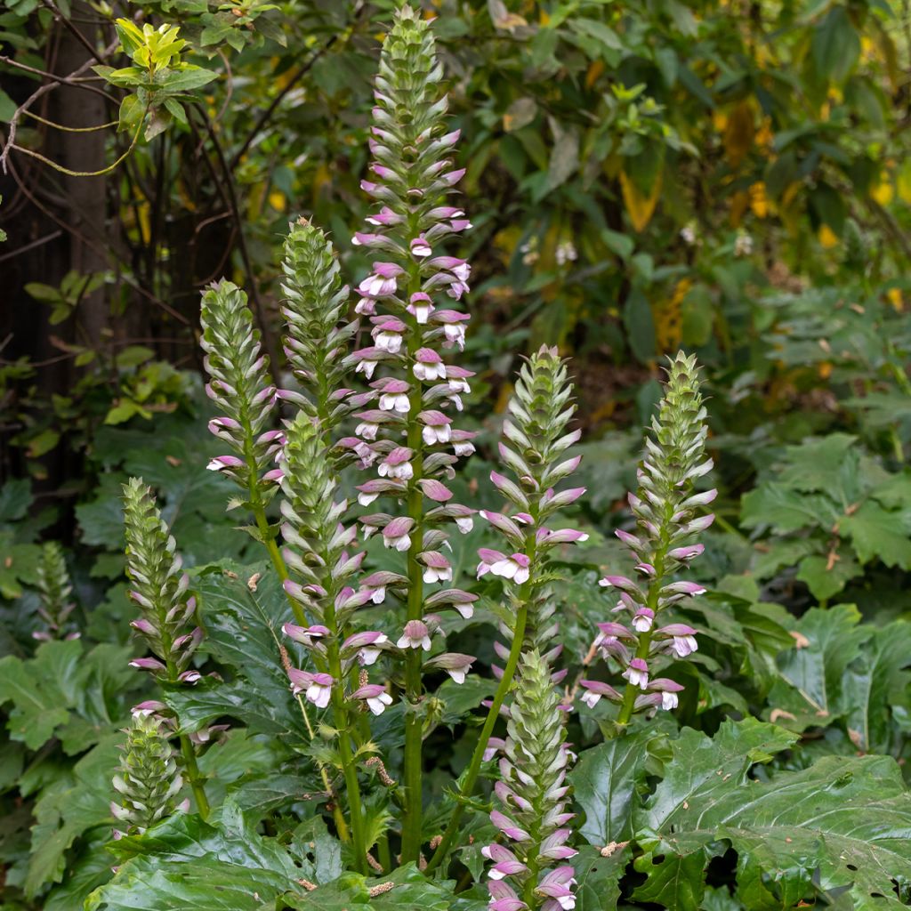 Acanto - Acanthus mollis (semillas)