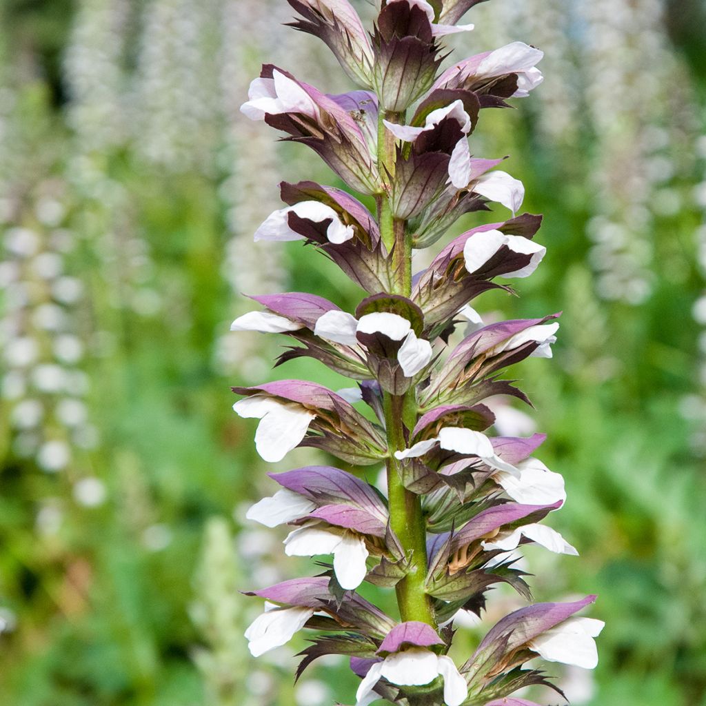 Acanto - Acanthus mollis (semillas)