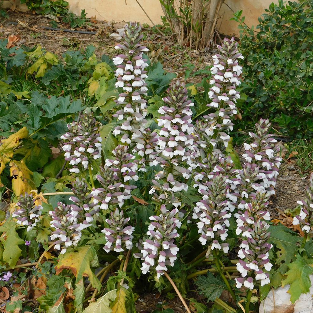 Acanto - Acanthus mollis (semillas)