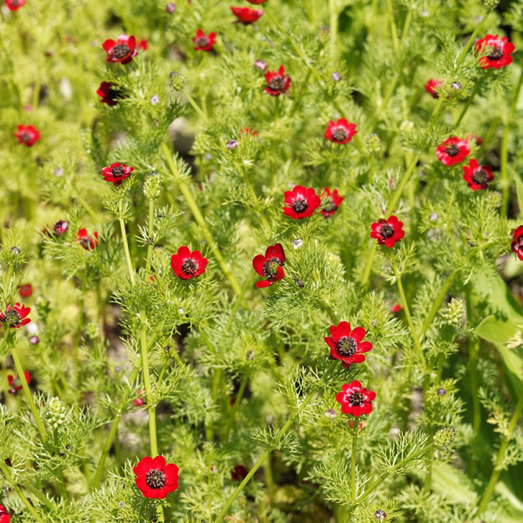 Adonis aestivalis (semillas) - Adonis de verano